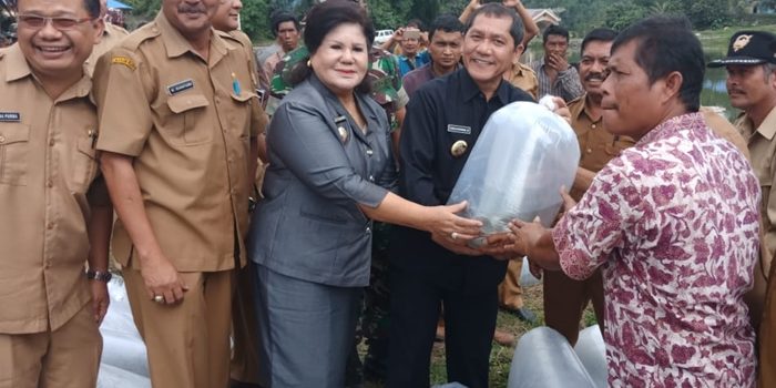 Kembangkan Sektor Perikanan, Pemkab Karo Tabur 7.500 Benih Nila