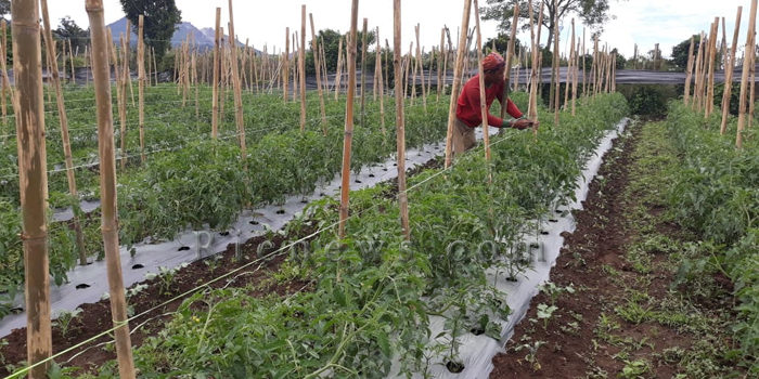 Seorang petani di Kabupaten Karo, Sumatera Utara, beraktivitas di lahan pertanian miliknya. Foto Rienews.com