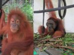 Derita Malnutrisi dan Anemia, Orangutan Poni dan Pandi Dirawat Intensif