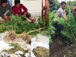 Komplotan Penanam Ganja di Karo Ditembak