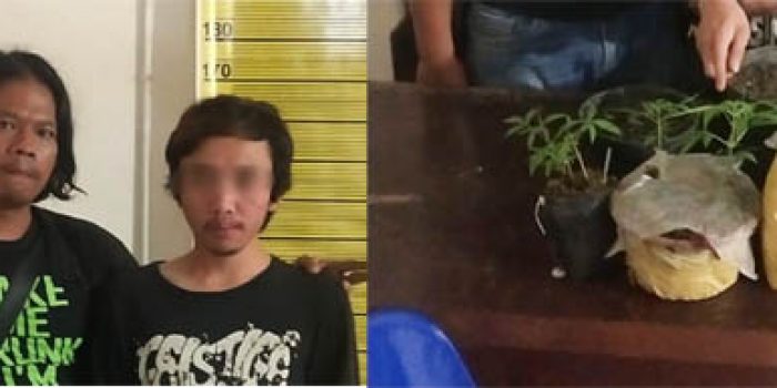 Polisi Ringkus Seorang Remaja Pemilik 6 Pot Tanaman Ganja