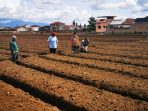 Hilangkan Rasa Jenuh di Masa Pandemi Covid-19, Terkelin Brahmana Bercocok Tanam